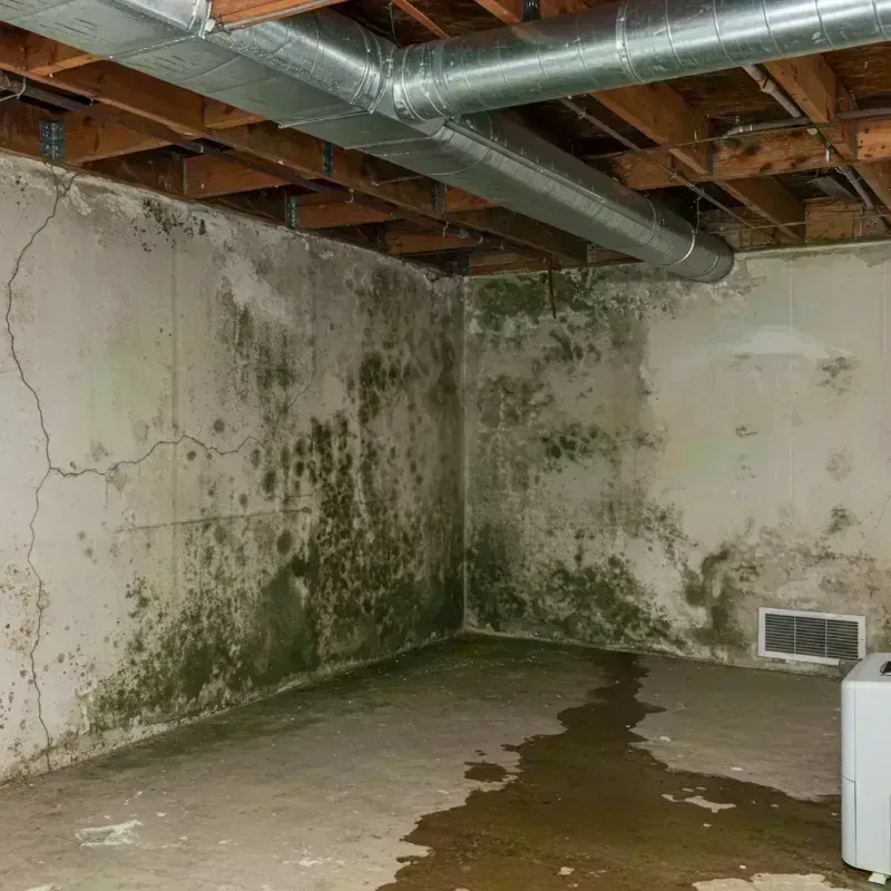 Professional Mold Removal in Englewood, IL